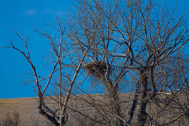 Beaver house.
