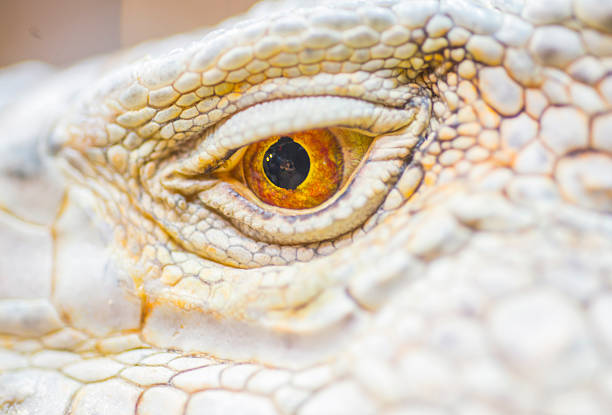 Iguana on a rock.