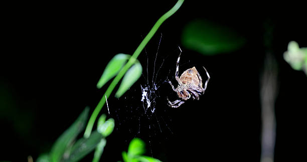 Spider on web in dark forest, mysterious scene for Halloween themes or