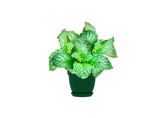 Mentha arvensis or corn mint pot plant leaves isolated on white background