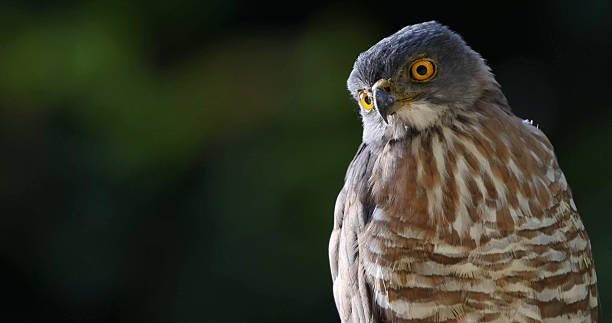 istock Crested goshawk with intense yellow eyes, blurred green backdrop, 2207506604