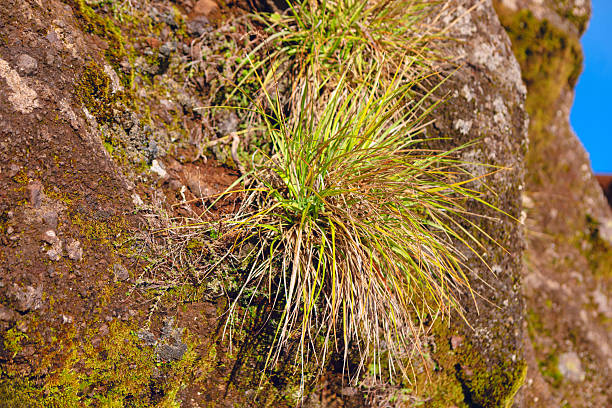Resilient grass pushes through a rocky outcrop. Tuft of grass, blending shades of green and brown, emerges resiliently from the rugged, rocky surface