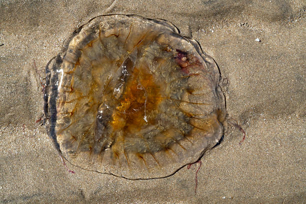 Jellyfish washed up on the beach in Puerto Penasco Mexico, Sonora ,Rocky point
