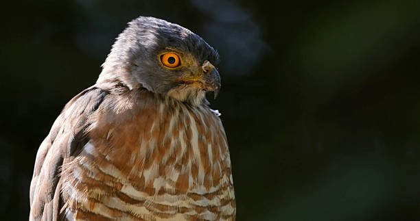 istock Crested goshawk with intense orange eyes, blurred natural background, 2207507155