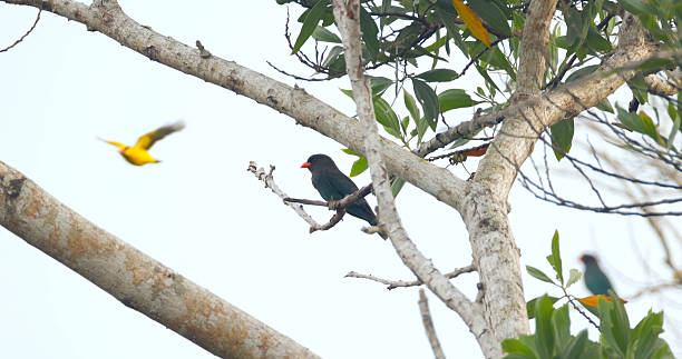 Oriental dollarbirds perched and flying among green leaves on tree