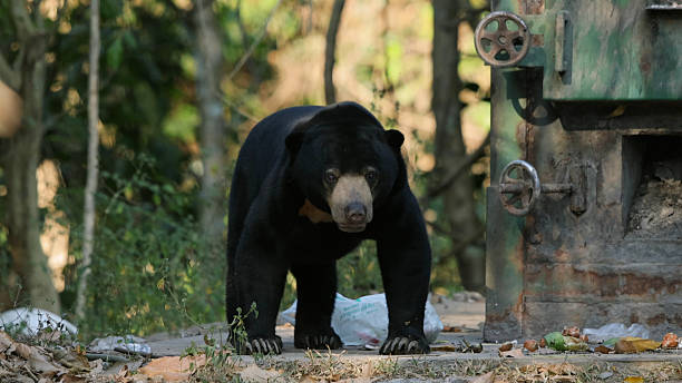 istock Sun Bear (Helarctos malayanus) roams a forest tangled with industrial 2207511069