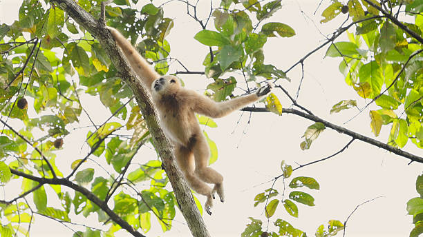 gibbon hanging on tree branch in lush green forest canopy. lar gibbon - gerçek kişiler lar stok fotoğraflar ve resimler