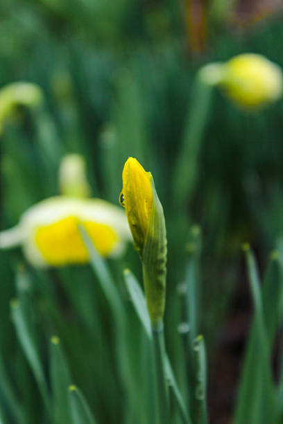 Beautiful daffodils bloom in the garden on a rainy spring day. The flower buds are covered with drops of water.