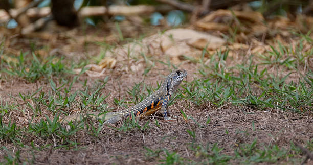 istock Butterfly agama lizard on grassy ground, natural wildlife scene, dry 2207512152