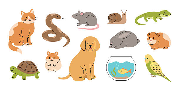 istock Cute pet set: cat, dog, rabbit, guinea pig, hamster, rat, parrot, fish, snake, turtle, lizard and snail. Cartoon domestic animals collection. Vector flat illustration isolated on white background 2207512167
