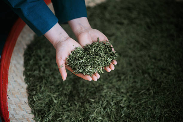 istock Asian woman holds fresh tea leaves in both hands 2207512696