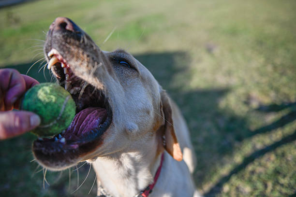 istock Labrador retriever in the park 2207512893