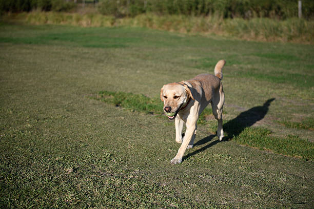 Labrador retriever in the park