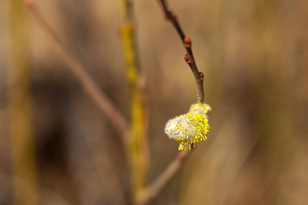 Close-up of pussy willow blooms in spring