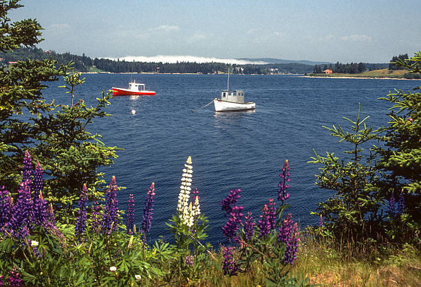 Lunenburg Harbor & Lupines  - 1985