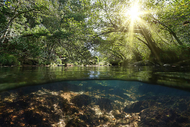 istock River with sunlight and trees foliage over and under water surface 2207513915