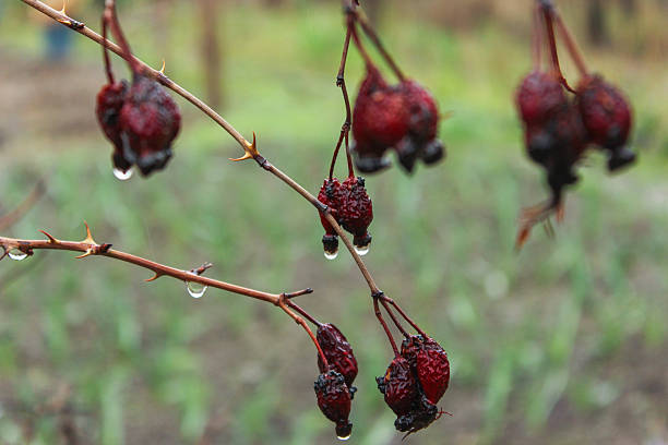 Rosehip berries after the rain. Berries are covered with water drops in spring season.
