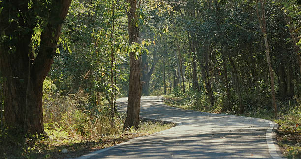 istock Winding forest road surrounded by lush green trees in serene natural 2207514403