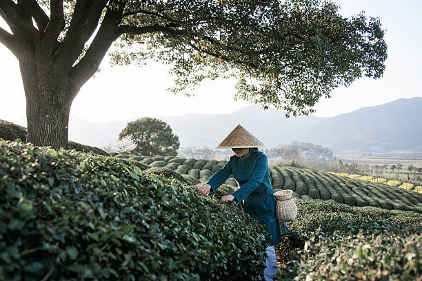 An Asian woman is picking tea leaves on the tea mountain.