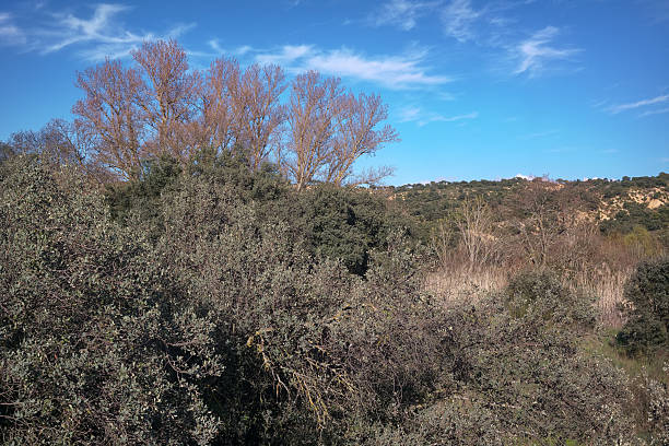 istock Lush landscape showcasing green shrubs and trees under a clear blue sky in a tranquil location during daytime 2207515667