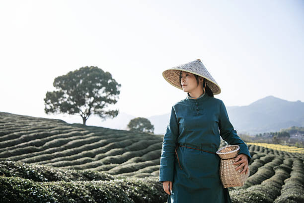 istock Asian woman is picking tea leaves on the tea mountain 2207515962