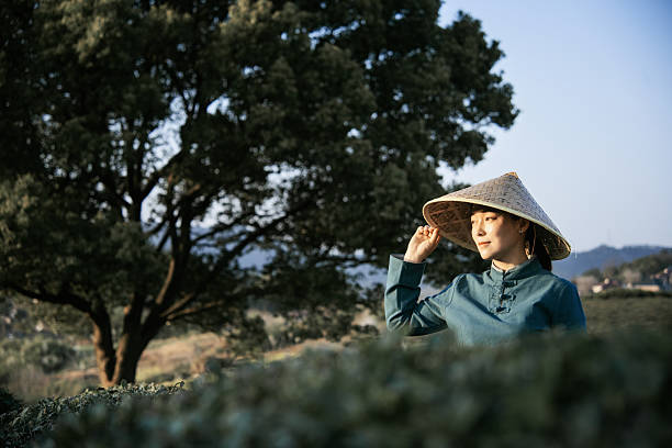 istock Asian woman is picking tea leaves on the tea mountain 2207517021