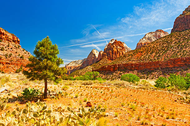 istock Scenic Zion National Park 2207517742