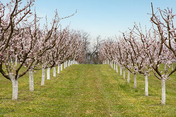 Beautiful apricot orchard with rows of blooming trees, covered in delicate pink and white flowers. The trees are neatly aligned, creating a picturesque pathway.