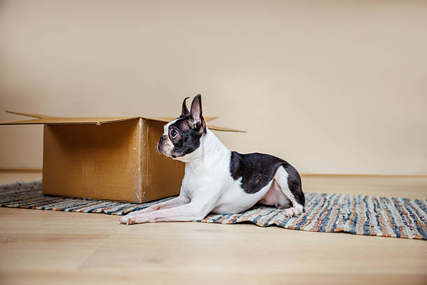 Boston Terrier outside posing for picture