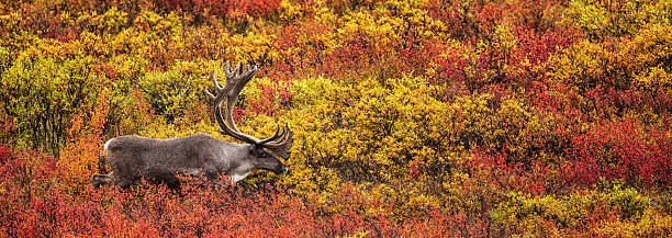 Caribou in Alaska  on the move with fall colored tundra