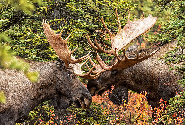 istock Yukon Moose in Alaska with fall colored tundra. Sparring 2207522334