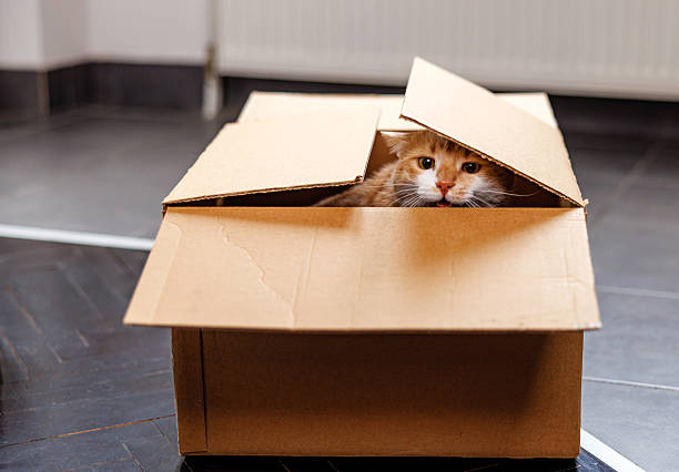 istock Adorable Cat Hiding in a Box 2207524985