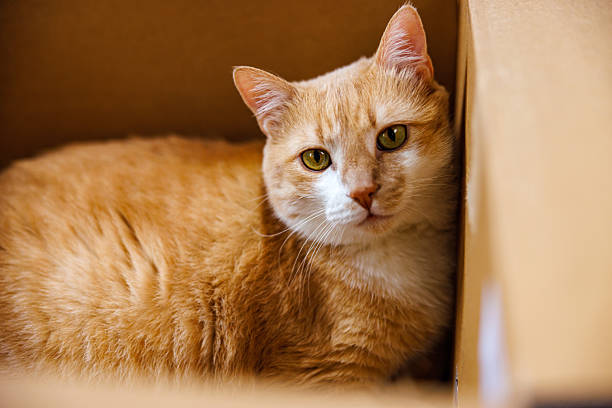 Cat with a Cardboard box in Apartment