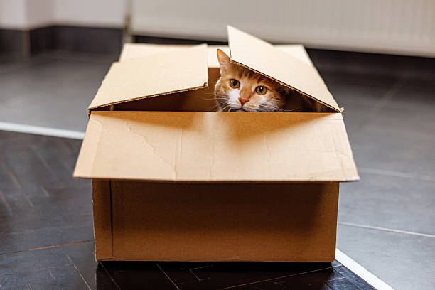 istock Mischievous Cat Peeking Out of a Box 2207525048