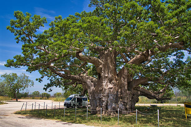 istock Campervan parked in the shade of a giant baobab tree 2207527818
