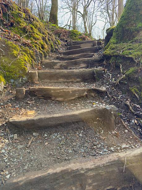 istock Rustic wooden steps built into a forest trail surrounded by moss and trees in early spring 2207528189