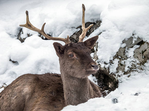 Young buck deer walking through snow field at dusk in the Colorado Rockies, in USA of North America.