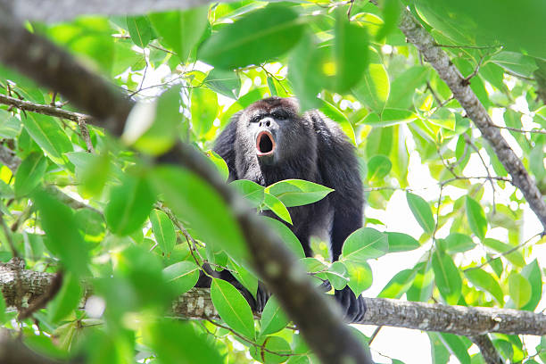 istock Howler monkey in its natural habitat 2207530312