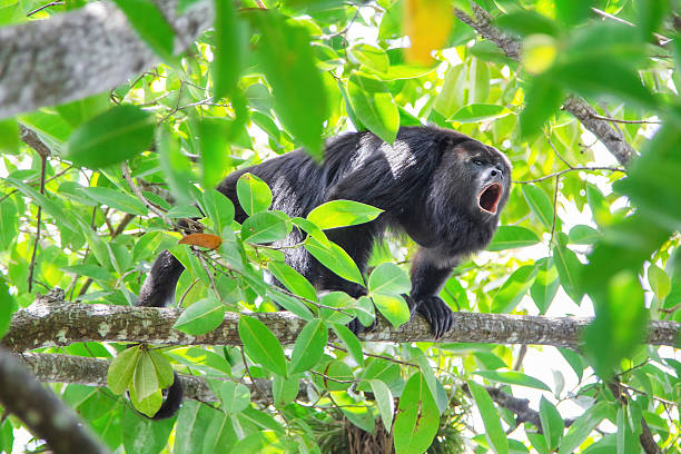 Howler monkey in its natural habitat, sitting among the trees. Known for its loud calls, this primate is a common sight in tropical forests