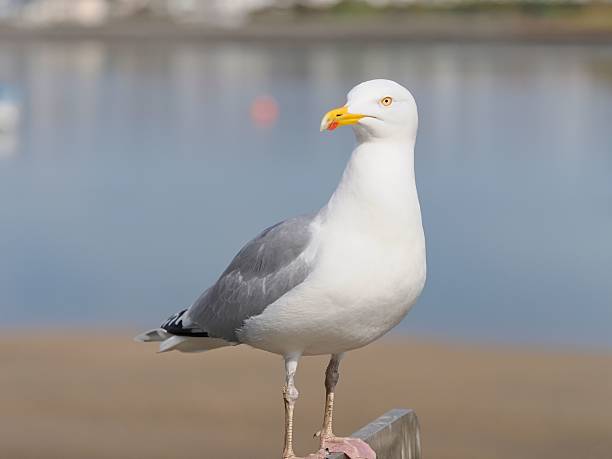istock A seagull is standing on a quay side wall. 2207530479