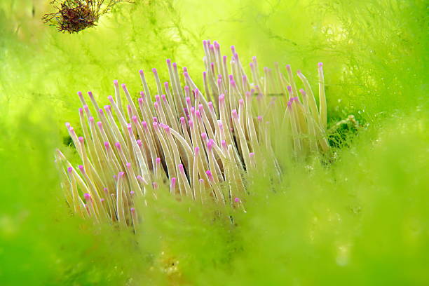 Snakelocks sea anemone tentacles, Anemonia viridis, surrounded by green algae underwater in the Atlantic ocean, natural scene, Spain, Galicia, Rias Baixas