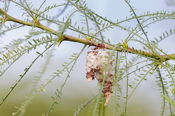 istock Cocoon of a Bagworm moth (Psychidae family) 2207534297