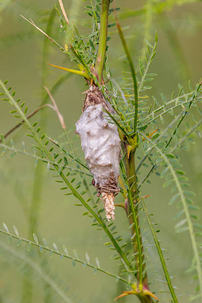 istock Cocoon of a Bagworm moth (Psychidae family) 2207534438