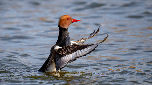 istock Red-crested Pochard duck bird swimming in a lake 2207537393
