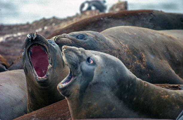 istock Southern elephant seal  - close-up 2207537465