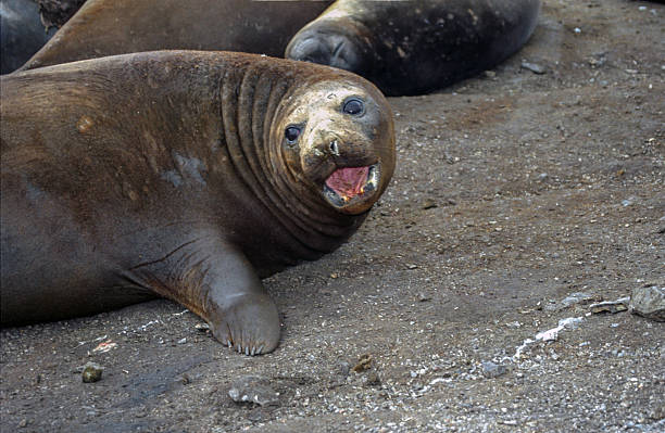 istock Southern elephant seal  - close-up 2207537473