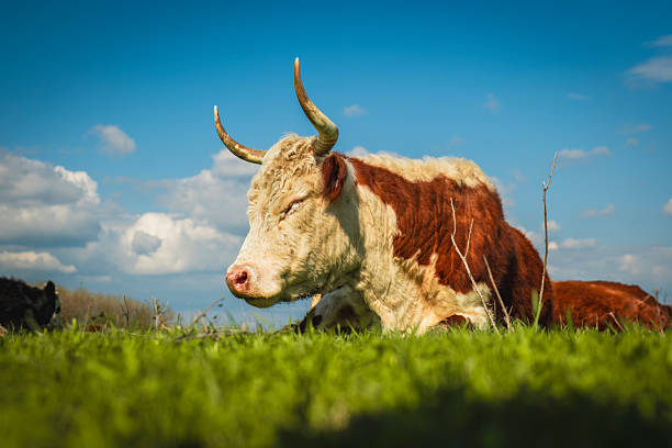 A peaceful cow resting on a lush green meadow under a bright blue sky filled with fluffy white clouds, enjoying the warmth and calm of a sunny spring day