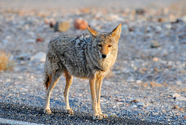 istock Coyote (Canis latrans) in Death Valley National Park, CA. 2207542549