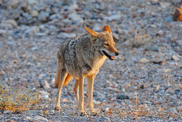 istock Coyote (Canis latrans) in Death Valley National Park, CA. 2207542696