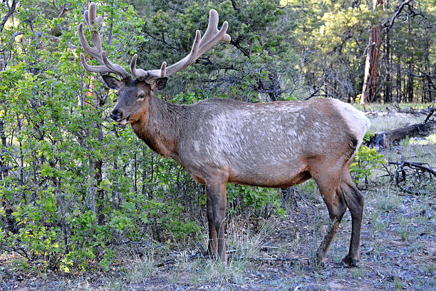 istock White-tailed mule deer (Odocoileus virginianus) in Yosemite National Park, USA. 2207543694